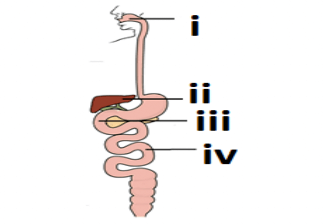 Science Question-19