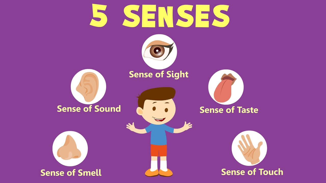 5-sense-organs