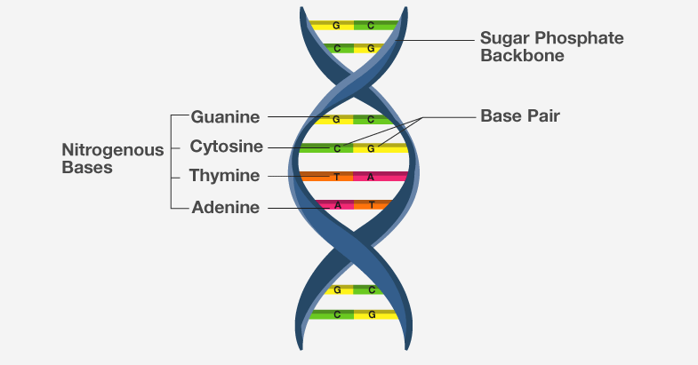 Structure of DNA